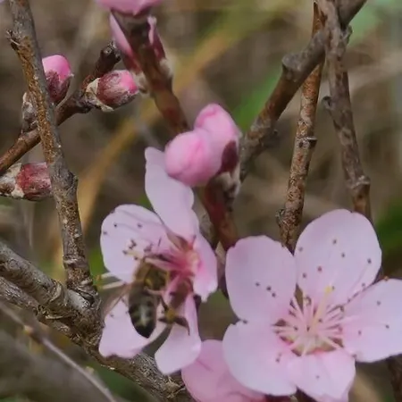 Maison De Bourg En Pierre